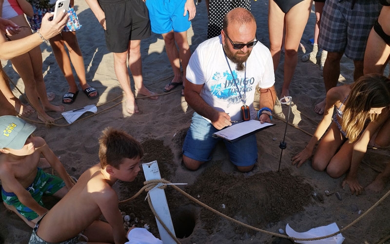 Antalya'da 60 binin üzerinde deniz kaplumbağası yavrusu denizle buluştu
