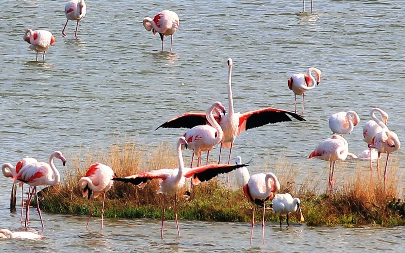 Kuş Oteli’ndeki flamingo sayısı bin 250’ye ulaştı.