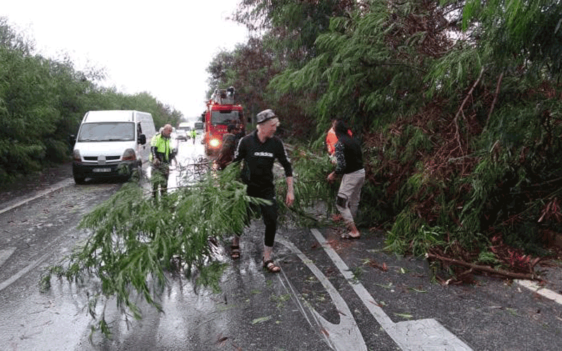 Antalya'da fırtına ağaçları devirdi, karayolunda trafik aksadı