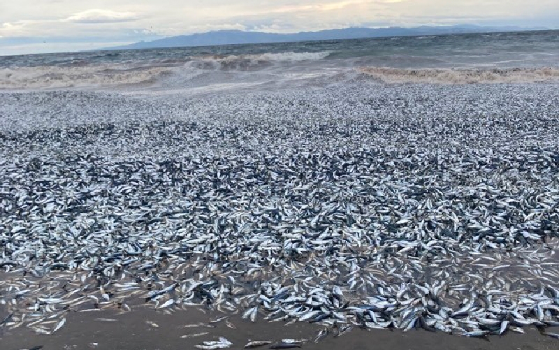 Binlerce balık kıyıya vurdu