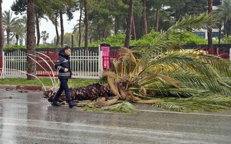 5 yıldızlı otelde üzerine palmiye ağacı düşen turist yaralandı 