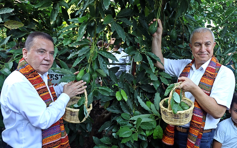 Foodfest Antalya Uluslararası Gastronomi Festivali kapsamında avokado ve mango hasadı yapıldı 