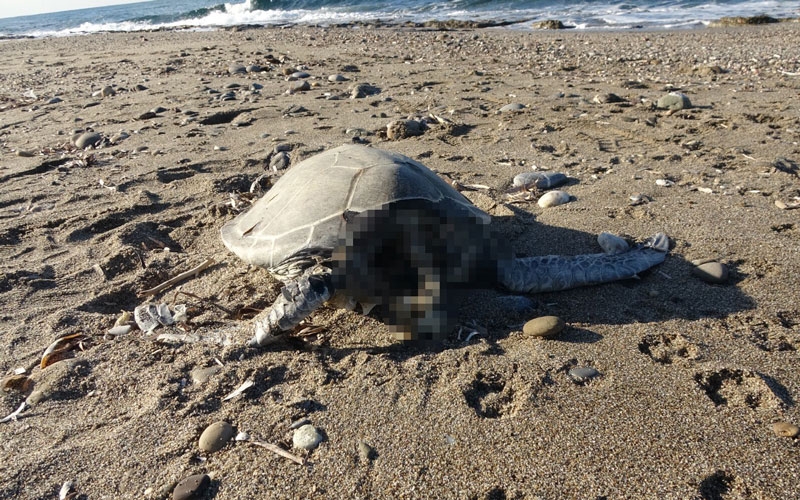 Alanya’da son bir haftada iki caretta caretta ölü bulundu