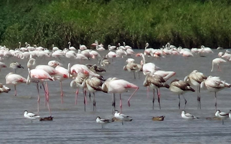 Flamingolar Van'dan ayrılmıyor