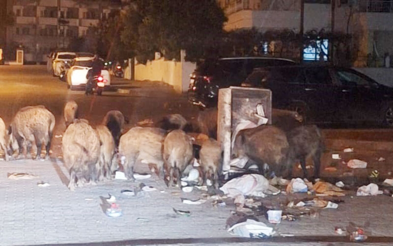 Turistik ilçe Marmaris'te yaban domuzu istilası yaşanıyor