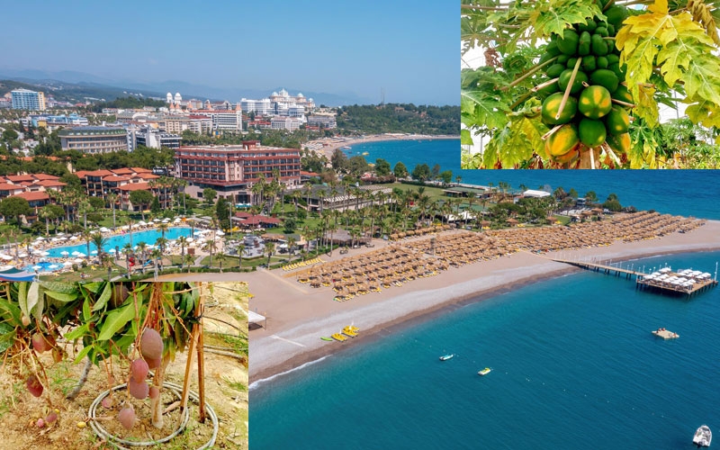 Justinianeo Hotels Misafirlerine Kendi Yetiştirdiği Doğal Meyveleri Sunuyor