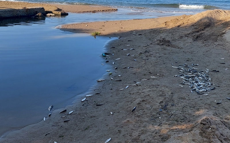 Manavgat’ta balık ölümleri alarm verdi, kimyasal kirlilik inceleniyor