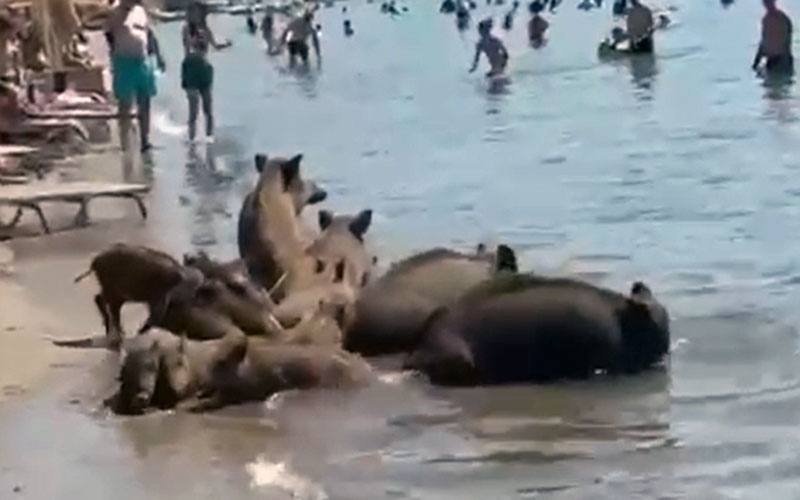 Marmaris'te yaban domuzları turistlerle denize girdi, şezlonglar arasında dolaştı