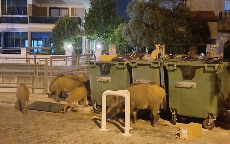 Marmaris'i domuzlar ele geçirdi