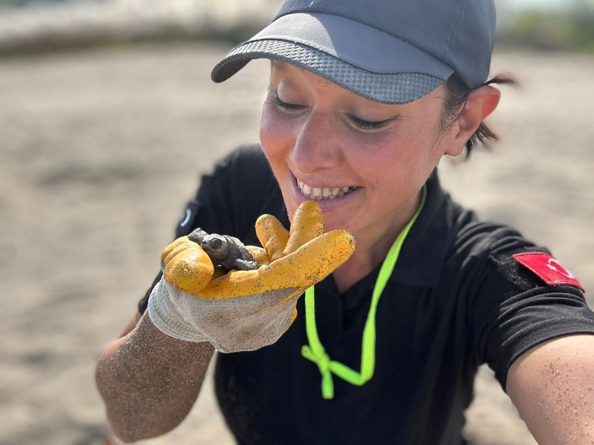 Antalya'da yavru caretta carettaların denizle buluşması için nöbet tutuluyor