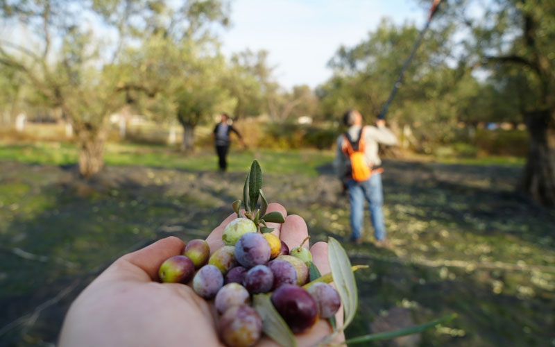 Zeytin hasadıyla tatil buluştu