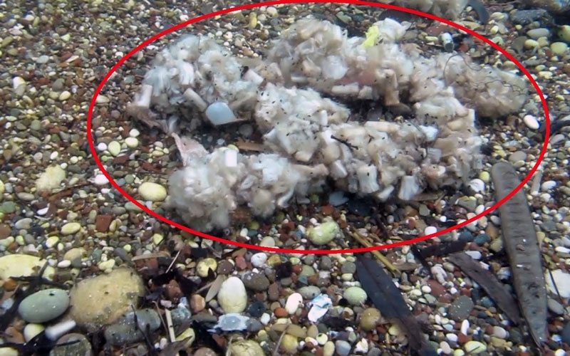 Sigara izmaritleri denizde pamuk tarlasına dönüştü