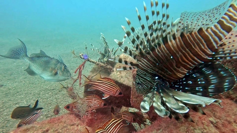 Kızıldeniz'den gelen balık türleri, yerli balıkları baskıladı