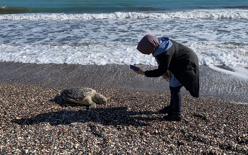 15 günde 7 caretta caretta ölü bulundu