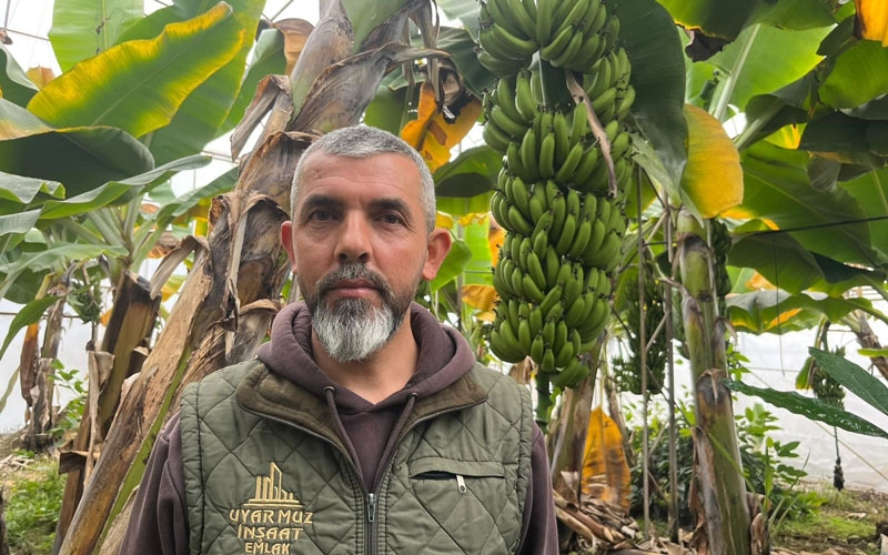 Alanya, Türkiye'nin muz ihtiyacının yüzde 40'ını karşılıyor