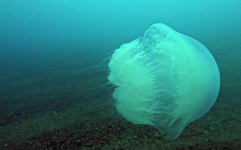 Poyraz, Akdeniz'deki en büyük denizanası türünü Antalya Körfezi'ne soktu