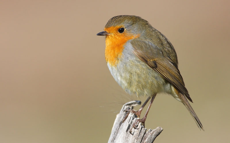 Göçmen kuşların uğrak noktası Türkiye: 2025'te 34 bin 360 kuş halkalandı