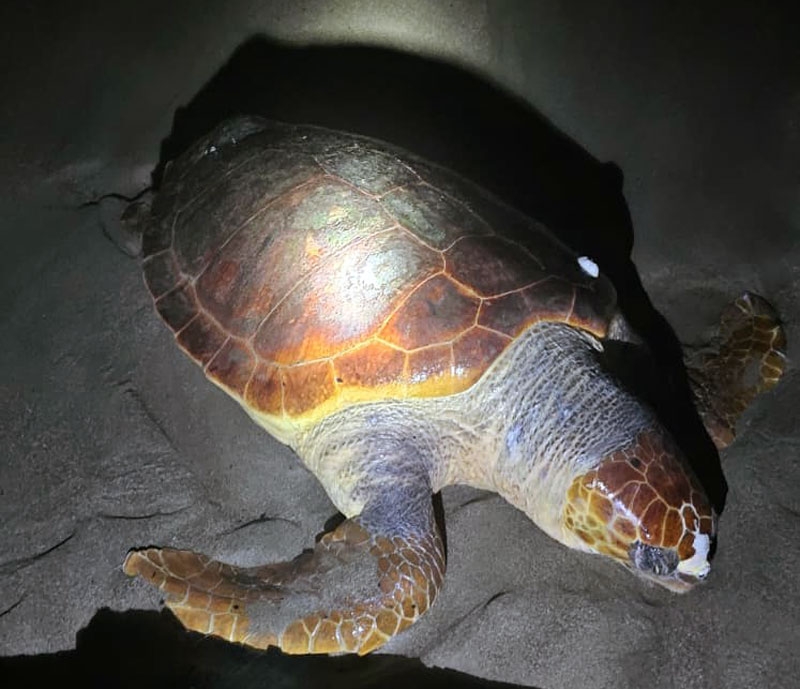 Antalya’da sahilde dev caretta caretta ölü bulundu