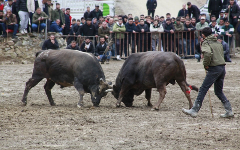 Artvin'de boğa güreşleri sezonu açıldı