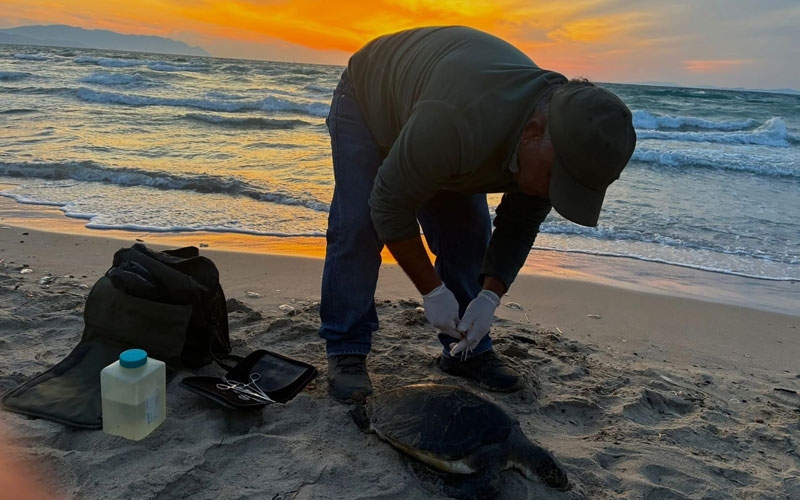 İki deniz kaplumbağası ölü bulundu