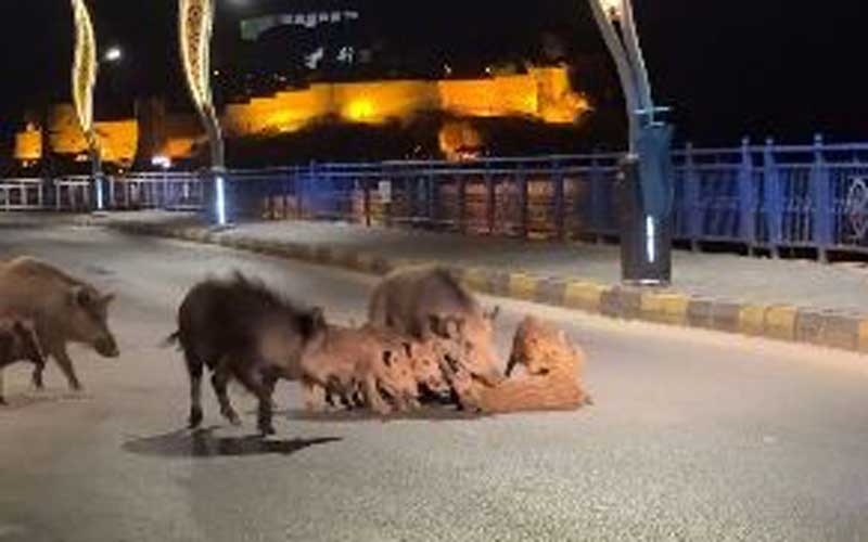 Turizm kentlerini istila eden domuz sorunu her geçen gün büyüyor