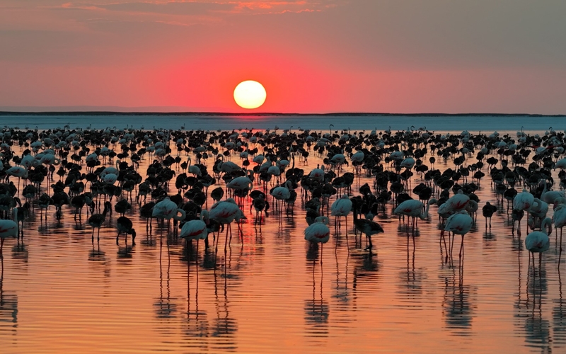 12 bin 800 yavru flamingo Tuz Gölü’nde yaşam buldu