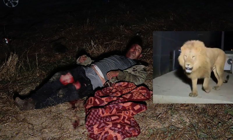 Turistik ilçede Hayvan parkından kaçan aslan fıstık bahçesinde uyuyan çiftçiye saldırdı