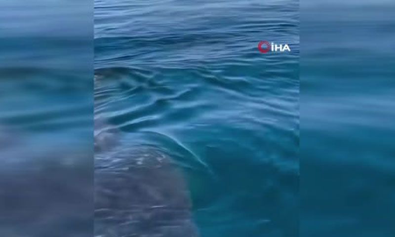Antalya sahillerinde 'köpekbalığı' olduğu iddiasına yalanlama