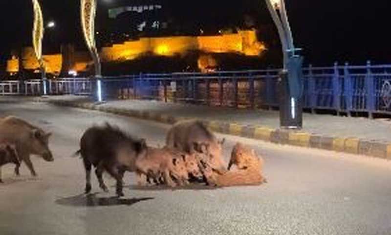 Turizm kentlerini istila eden domuz sorunu her geçen gün büyüyor